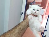 4 adet British Shorthair ve Longhair Yavrular