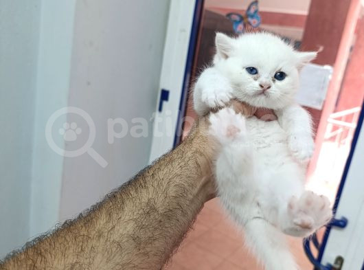4 Adet British Shorthair Ve Longhair Yavrular