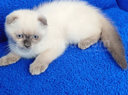 Mükemmel Bi̇r Kali̇teli̇ Ponçi̇k Yeni̇ Yuvasini Ariyor görsel