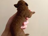 Red Brown Toy Poodle Yavruları