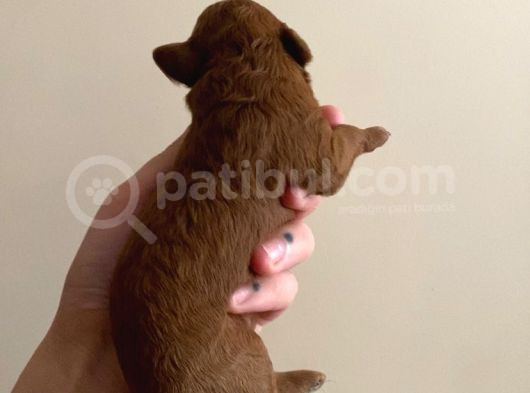 Red Brown Toy Poodle Yavruları görsel