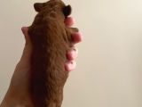 Red Brown Toy Poodle Yavruları