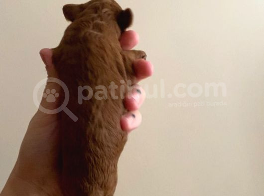 Red Brown Toy Poodle Yavruları görsel