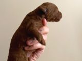 Red Brown Toy Poodle Yavruları