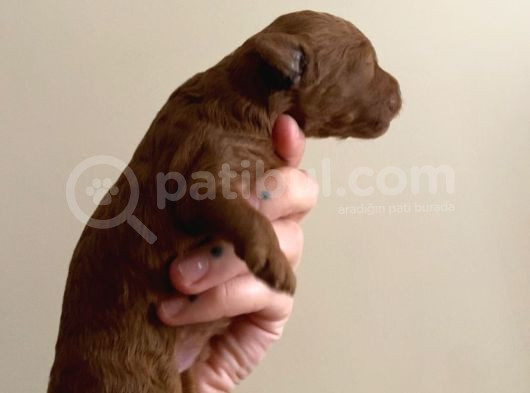 Red Brown Toy Poodle Yavruları görsel