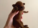 Red Brown Toy Poodle Yavruları