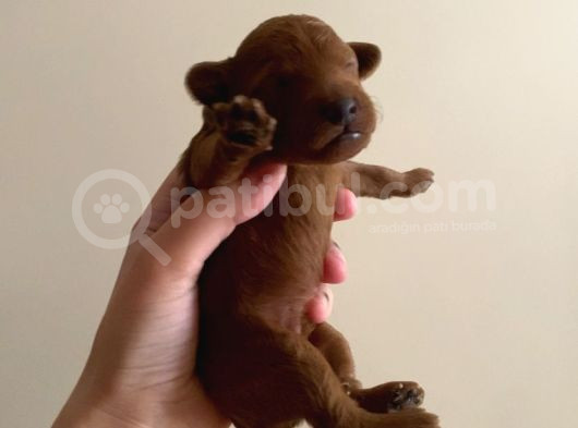Red Brown Toy Poodle Yavruları görsel