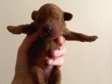 Red brown toy poodle yavruları