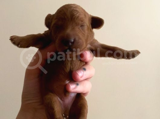 Red Brown Toy Poodle Yavruları