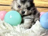 Pomeranian Boo Merle