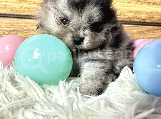 Pomeranian Boo Merle görsel