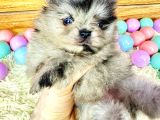 Pomeranian boo merle