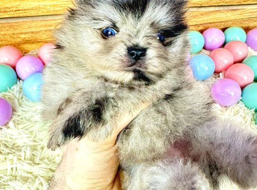 Pomeranian Boo Merle