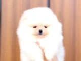 Pomerrian boo yavrularımız Sevimli Yavrular 