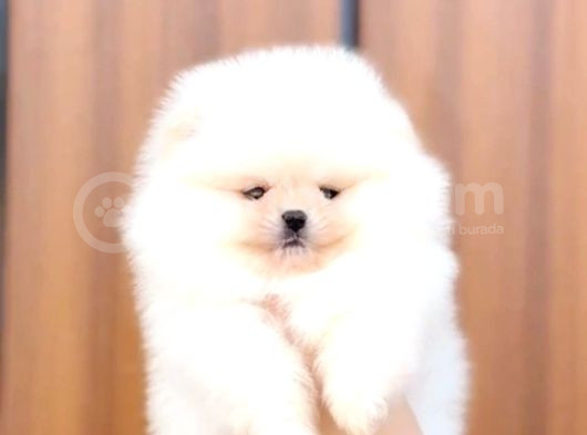 Pomerrian Boo Yavrularımız Sevimli Yavrular 