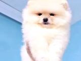 Pomerrian Boo Yavrularımız Sevimli Yavrular 