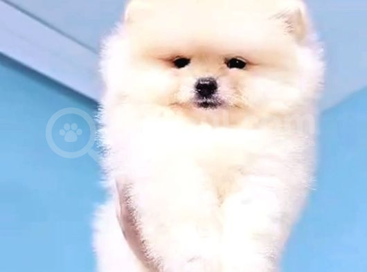 Pomerrian Boo Yavrularımız Sevimli Yavrular  görsel