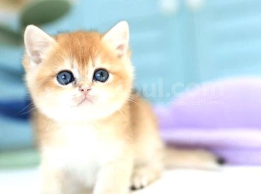 Portakal Ny12 Ve Pink Golden Py12 Yavrular