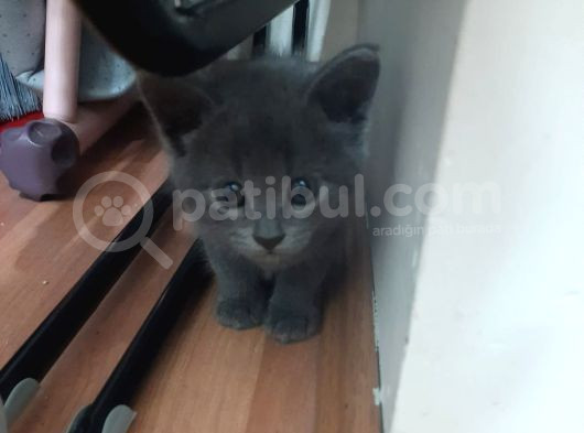 Minik Yavru Yuvasını Arıyor