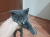 Minik Yavru Yuvasını Arıyor