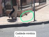 Minik Yavru Yuvasını Arıyor