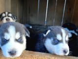 2 aylık Sibirya kurdu Husky