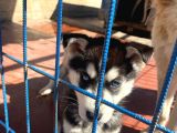 2 Aylık Sibirya Kurdu Husky