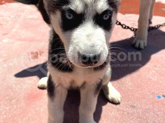 2 Aylık Sibirya Kurdu Husky görsel