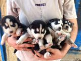 2 Aylık Sibirya Kurdu Husky