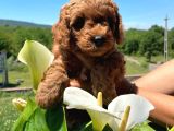 ANNE ALTINDAN TOY POODLE