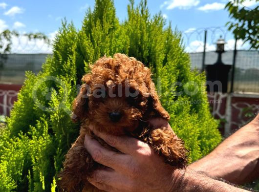 Kore Kan Toy Poodle görsel