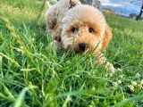 Poodle 8 Aylık Erkek