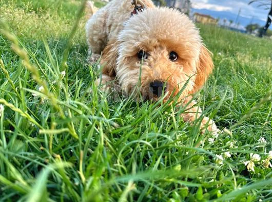 Poodle 8 Aylık Erkek görsel
