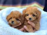 Red Braw Kıpkırmızı Ev Üretimi Tooy Poodle 