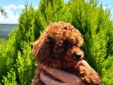 Kore Kan Toy Poodle