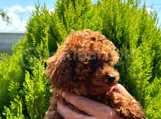 Kore Kan Toy Poodle görsel