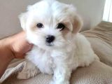 Mini Boy Maltese Terrier Yavrularımız