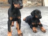 Orjinal KİNG Doberman Yavrular koca pati dişi ve erkek
