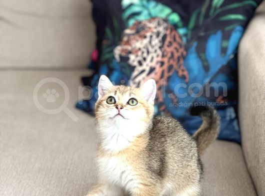 Tesli̇me Hazir Golden Bri̇ti̇sh Shorthai̇r Safkan Yavrular görsel