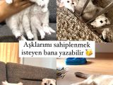 Safkan British Ve Scotish