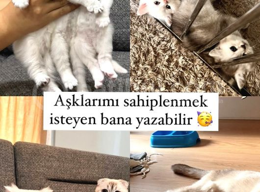 Safkan British Ve Scotish görsel