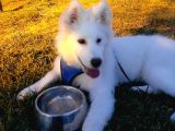 5 Aylık Samoyed