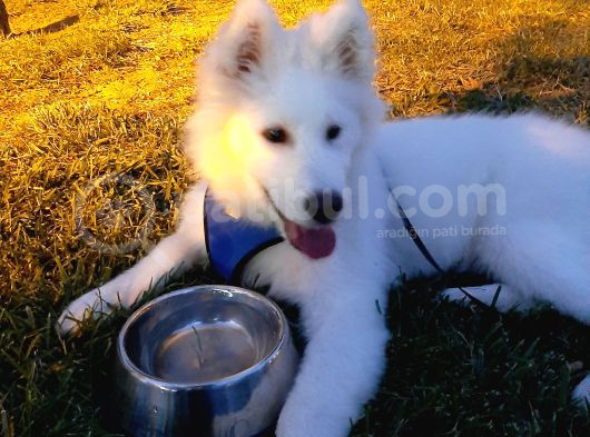 5 Aylık Samoyed görsel