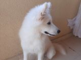 5 Aylık Samoyed