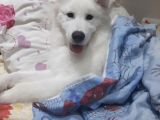 5 Aylık Samoyed
