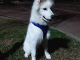 5 aylık samoyed