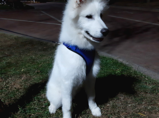5 Aylık Samoyed