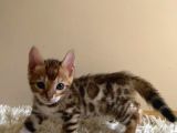 2 aylık safkan bengal