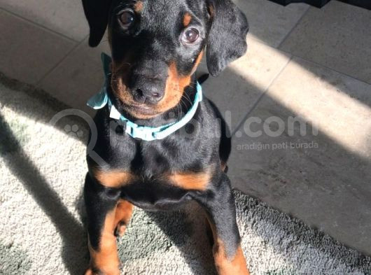 Orjinal Ki̇ng Doberman Yavrular Koca Pati Dişi Ve Erkek görsel
