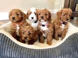 Kahve Tonlu Mini Boy Puppy Sevimli Yavrular Malti̇po Ci̇nsi̇ 